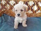 Chiots de type Maltipoo à vendre  4 mâles 1 femelle