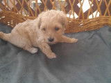 Chiots de type Maltipoo à vendre  4 mâles 1 femelle