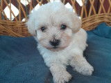 Chiots de type Maltipoo à vendre  4 mâles 1 femelle