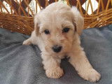 Chiots de type Maltipoo à vendre  4 mâles 1 femelle