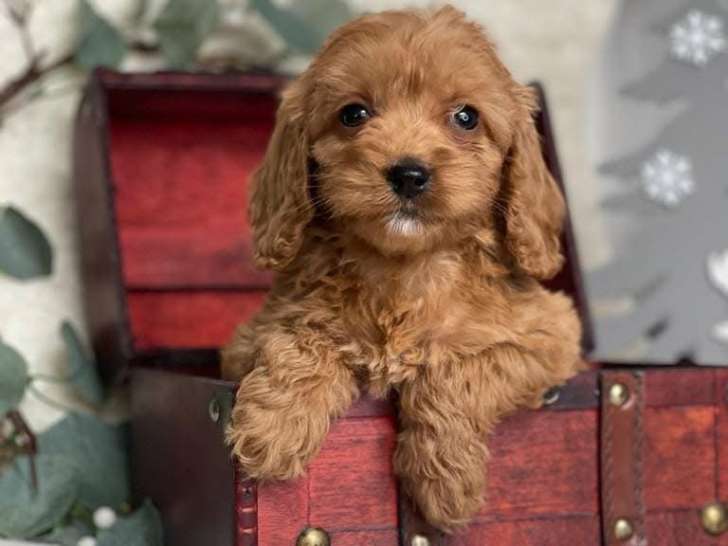 Chiots de type Maltipoo à vendre 3 mâles 3 femelle