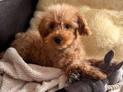 Chiots de type Maltipoo à vendre  3 mâles 3 femelle