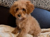 Chiots de type Maltipoo à vendre  3 mâles 3 femelle
