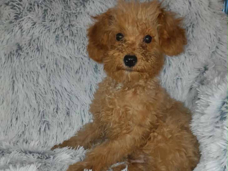 Maltipoo à vendre  2 mâles 1 femelle Le règlement est possible en plusieurs fois.