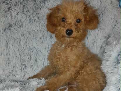 Maltipoo à vendre  2 mâles 1 femelle Le règlement est possible en plusieurs fois.