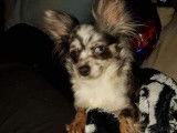 Chienne Chihuahua long fourrure abondante merle.
