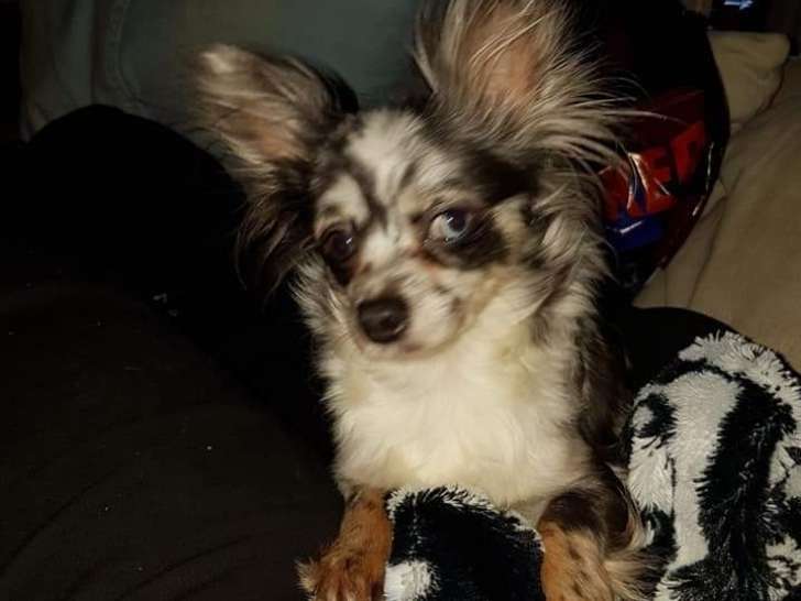 Chienne Chihuahua long fourrure abondante merle.