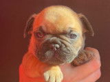Chiots Bouledogue Francais LOF &agrave; vendre
