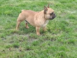 M&acirc;le Bouledogue Francais LOF disponible pour saillie