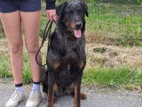 Mâle Beauceron arlequin LOF disponible pour saillie