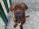 Falafel, Cane Corso à adopter