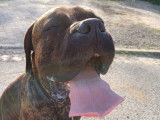 Falafel, Cane Corso à adopter