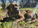 Falafel, Cane Corso à adopter