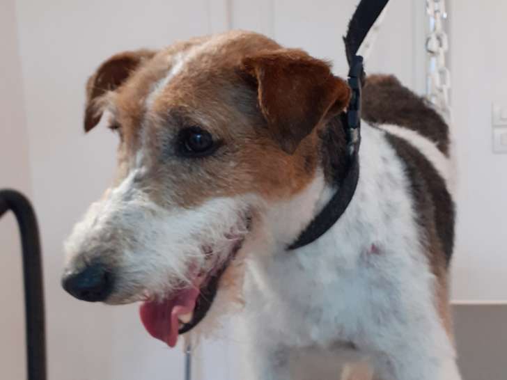 Chiot femelle Fox Terrier à poil dur adulte à adopter