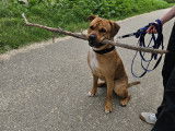 À adopter : Chien mâle adulte marron