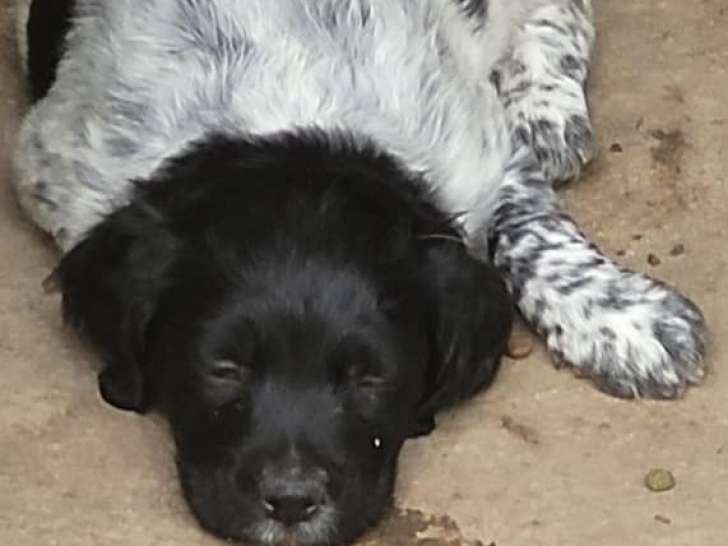 Chiots Épagneul Breton à vendre