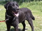 Chien noir disponible à l'adoption