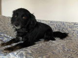 Adoption disponible : chienne de 4 ans