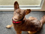 À adopter : chienne de 2 ans