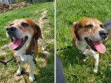 En attente d'un foyer convivial : chienne Beagle de 4 ans
