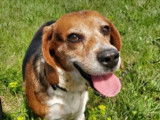 En attente d'un foyer convivial : chienne Beagle de 4 ans