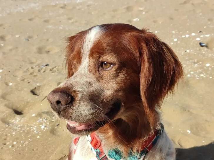 Adoption disponible : chien Epagneul Breton de 9 ans