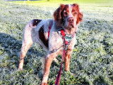 Adoption disponible : chien Epagneul Breton de 9 ans
