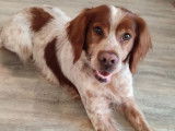 Adoption disponible : chien Epagneul Breton de 9 ans