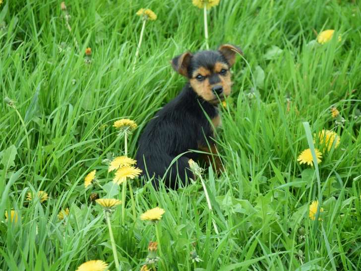Disponible à l'adoption, chiot mâle Yorkshire Terrier de 2 mois