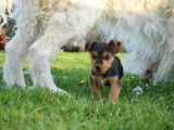 Disponible à l'adoption, chiot mâle Yorkshire Terrier de 2 mois