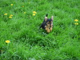 Disponible à l'adoption, chiot mâle Yorkshire Terrier de 2 mois