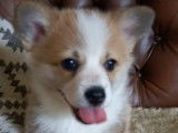 Magnifique femelle Corgi Pembroke &agrave; vendre