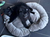 Chiots Spitz Allemand à vendre