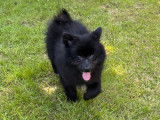 Chiots Spitz Allemand à vendre