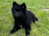 Chiots Spitz Allemand à vendre