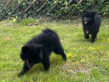 Chiots Spitz Allemand à vendre
