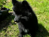 Chiots Spitz Allemand à vendre