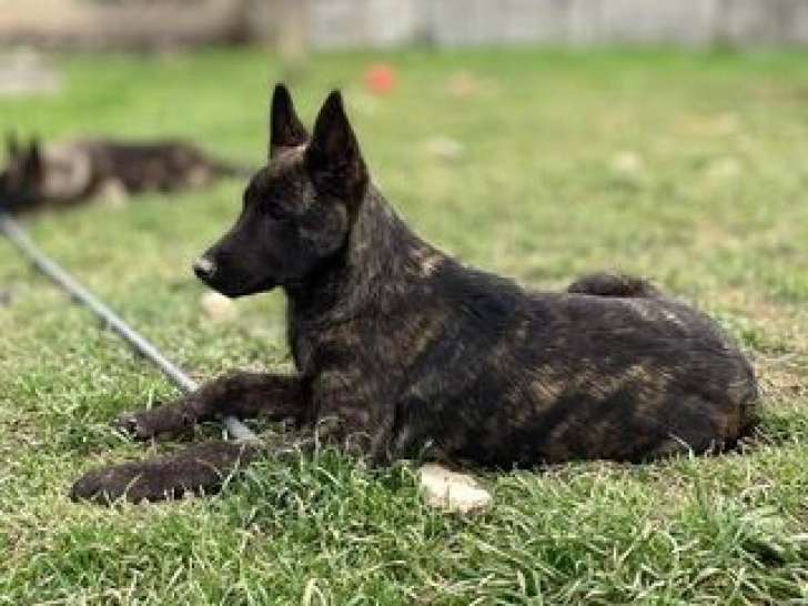 Chiots Berger Hollandais à poil court à vendre
