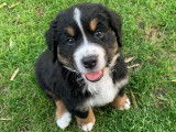 Chiots Bouvier Bernois à vendre
