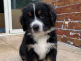 Chiots Bouvier Bernois à vendre