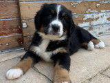 Chiots Bouvier Bernois à vendre