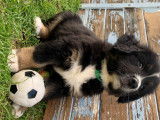 Chiots Bouvier Bernois à vendre