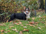 Male Corgi Cardigan disponible pour saillie dans les Hauts-de-France
