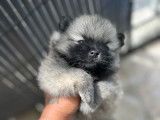 Chiots Loulou de Poméranie à vendre