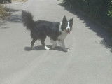 Mâle Border Collie disponible pour saillie