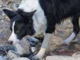 Mâle Border Collie disponible pour saillie