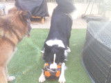 Mâle Border Collie disponible pour saillie