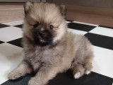 Petits chiots Spitz (loulou) à vendre