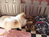Petits chiots Spitz (loulou) à vendre