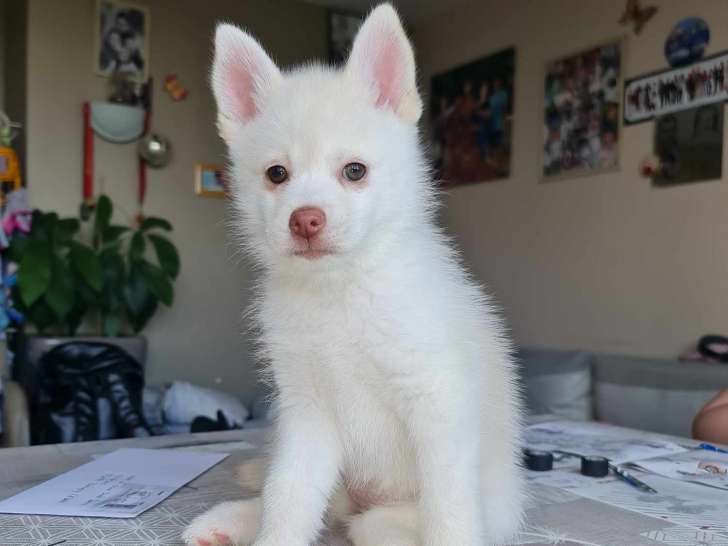 Lyla